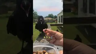 カラスに餌を与えると起こること