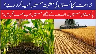 How agriculture is vital for Pakistan || Role of agriculture in economy of Pakistan ||  Agriculture'