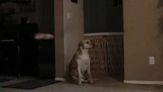 Supernatural disappearance of my dog Tanner