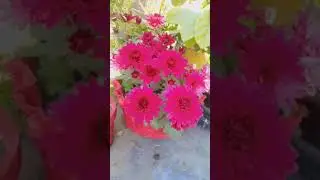 #short #gardening tips #subscrib our YouTube channel #gardening tips 💗