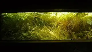 Greenhouse Pond 2018 - Boraras brigittae