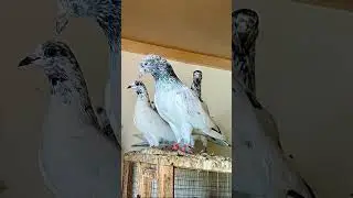 #mashaallahماشاءالله#My#Home#Bareed#Dabru#pigeon#lovers#sialkoti#kabootar