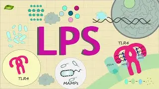 What is LPS signaling? | Know Everything | Basic Science Series English
