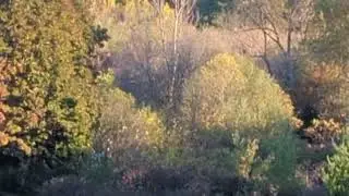Beautiful Nature -Health 😍 1: Deer at Credit River: 29 October, 2025 