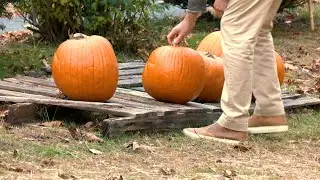 BNEWS Feature: Saint Mark's Pumpkin Patch Charity Event