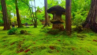 Kyoto Walk - Sanzenin Temple (三千院) - 4K