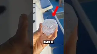 TOP 5 RAREST INVISIBLE TRANSPARENT ANIMALS IN THE WORLD! 🫣🤔