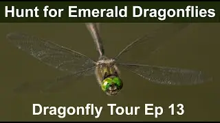 Dragonfly Tour Episode 13 Thursley Common for Emerald Dragonflies