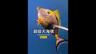 房东大叔说这里经历过超级大海啸，是一片有故事的大海。探索印度洋小岛 002