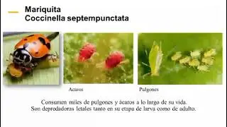 Insectos que contribuyan al control de plagas en la agricultura.
