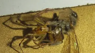 The Lynx Spider | Oxyopes sp