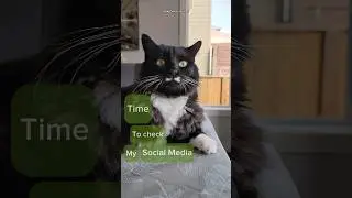 My cat checking social media who loves him online 😹