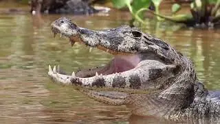 VIDEOS RAW  PANTANAL  2025