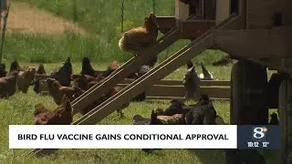 Bird flu vaccine gains conditional approval