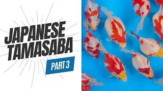 Amazing Results! Japanese Tamasaba | Part 3