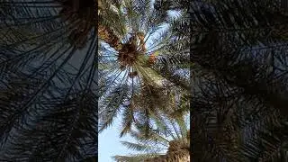 two types of date palm trees one is eaten as dry dates and the other eaten as yelow dates.