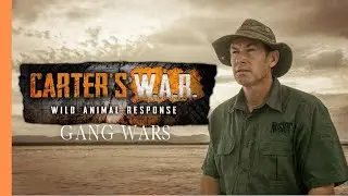 Stopping Poachers in Africa | Wildlife Documentary