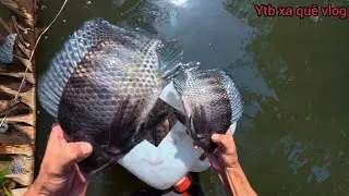 CHÍCH CÁ ĐỒNG TRÊN SÔNG TRONG RỪNG SÂU HÁI RAU RỪNG |XA QUÊ VLOG 