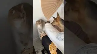 Crazy ending to cat vs dog hide n seek