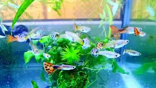 Inaugurez un acvariu cu Guppy și creveți