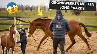 Vertrouwen opbouwen via GRONDWERK LES met JONG PAARD ft. BB premium horses | Purarazadivino VLOG #8