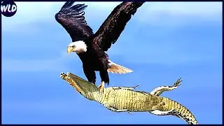 12 Craziest Eagle Attacks Ever Filmed