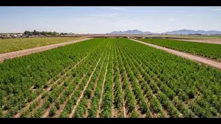 Mystic Farms PROVEN Feminized Seeds &mdash; Winter Data Test Plot - Yuma, AZ