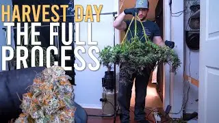 HARVESTING ORGANIC CANNABIS | STRAIN GRAPE ROCK CANDY x BANANA BUTTER CUPS