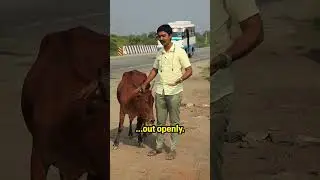 Cattle on the highways! #animals #highway #accident #truth #cows #viral