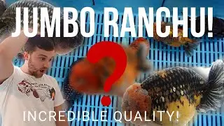 SHOW QUALITY Jumbo Ranchu | What makes these fish so special? | @StarFisheriesUK