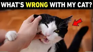 Why is My CAT Being Aggressive All of a Sudden? (11 Shocking Reasons)
