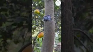 फल मक्खी पर पूरी रोक | गारंटीड समाधान | Akarsh ME Paste Guide #akarshme #fruitfly #kinnow #fruit
