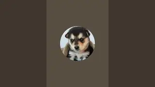 A Himalayan Sheepdog is live