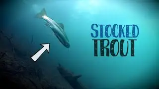 How to Fish Stocked Trout Lakes (Tips & Tricks)