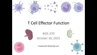 Immunology Fall 2023: Lecture 23B T Cell Effector Function (Tregs)