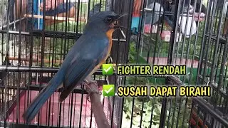 Tledekan karakter FIGHTER RENDAH susah dapat BIRAHI
