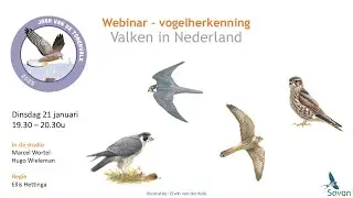 Webinar valkenherkenning en het Jaar van de Torenvalk
