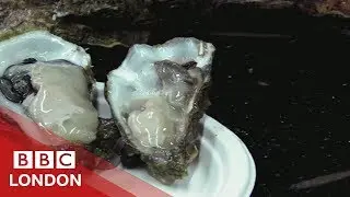 Reviving London's oyster population - BBC London