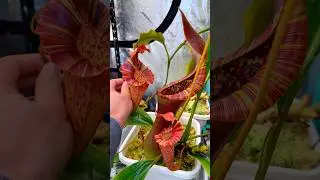 Proof that plants are therapy🪴 #carnivorousplants #plants #garden #science #plantcare #houseplants