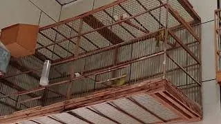 Breeding canaries. The traditional way!
