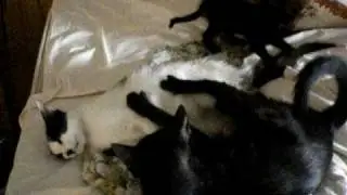 gatas brigando e filhotes brincando