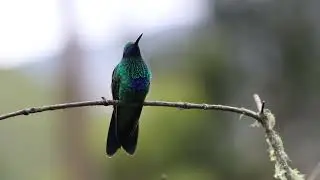 Sparkling Violetear- Colibri coruscans