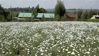 Shamba Shape Up Clips: EIB/Cropnuts - Pyrethrum (Swahili)