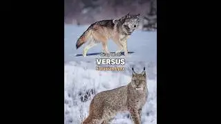 Gray Wolf vs Eurasian Lynx