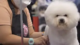 All the latest food, fashion, gadgets and grooming tips on show at Hong Kong Pet Show