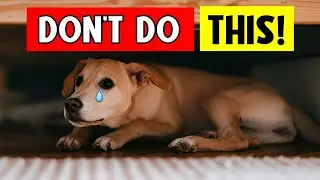 10 Deadly Mistakes Dog Owners Make &ndash; Avoid Them Now!