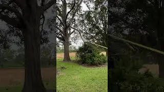 The right way to remove a broken tree limb