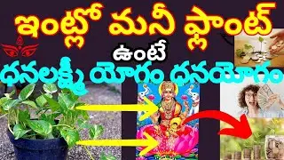 ఇంట్లో మనీ ఫ్లాంట్ ఉంటే ధనలక్ష్మీయోగం ధనం ఎక్కువగా వస్తుంధీ..!|My Secret of growing Money Plant Fast