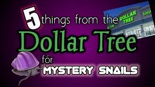 5 предметов Dollar Tree для ваших таинственных улиток!