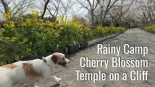 Spring Adventure; Rainy Camping, Cherry blossoms & Cliffside Temple with Suntaro